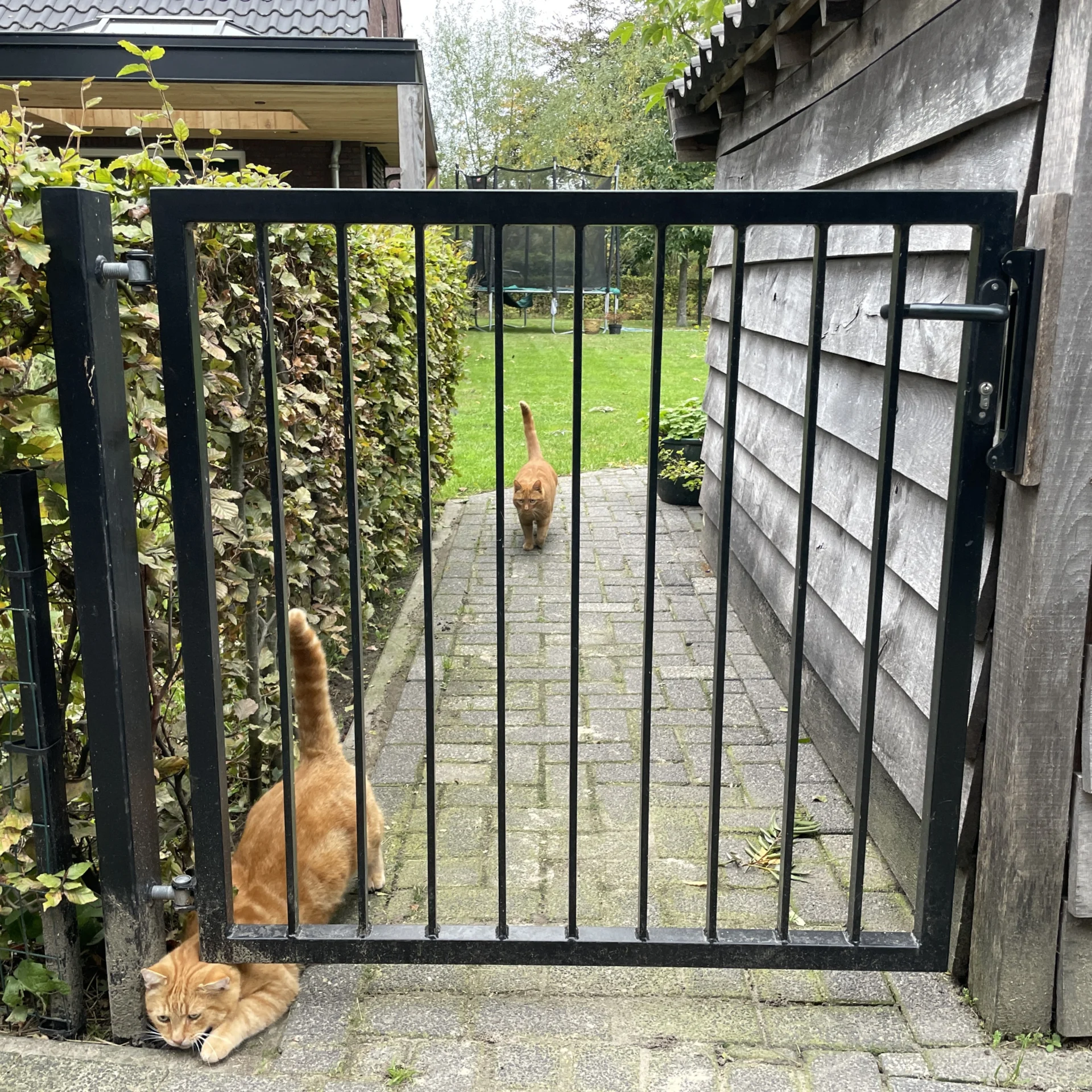 Zwarte stalen tuinpoort met verticale spijlen, slot en handgreep naast een houten bijgebouw.